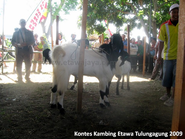 kontes-kambing-etawa-tulungagung-2009