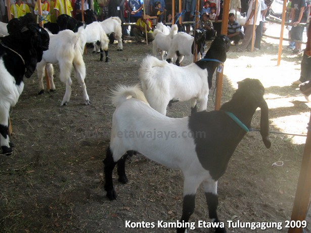 kontes-kambing-etawa-tulungagung-2009
