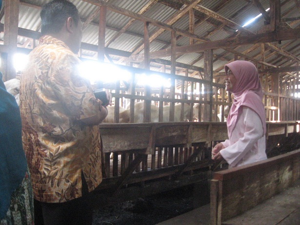 kunjungan-bupati-lumajang-ke-peternakan-etawa-jaya