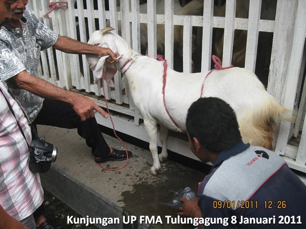 kunjungan-kelompok-ternak-kambing-etawa-tulungagung