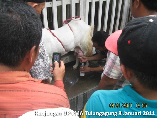 kunjungan-kelompok-ternak-kambing-etawa-tulungagung