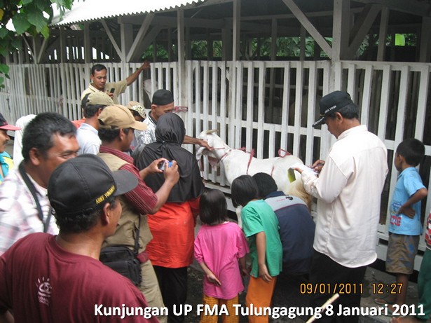 kunjungan-kelompok-ternak-kambing-etawa-tulungagung