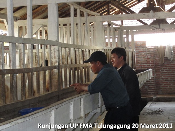 kunjungan-kelompok-ternak-kambing-etawa-tulungagung
