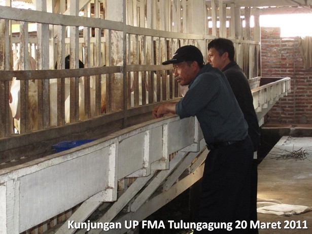 kunjungan-kelompok-ternak-kambing-etawa-tulungagung