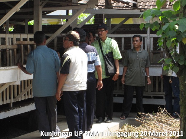kunjungan-kelompok-ternak-kambing-etawa-tulungagung