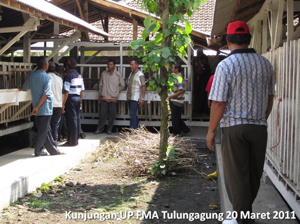 kunjungan-kelompok-ternak-kambing-etawa-tulungagung