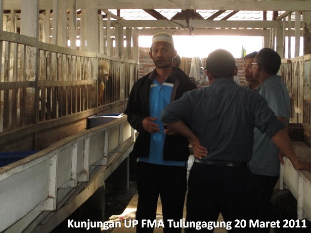 kunjungan-kelompok-ternak-kambing-etawa-tulungagung