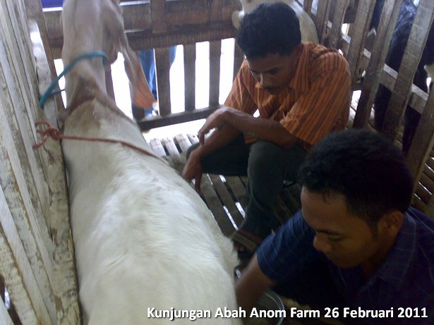 kunjungan-peternakan-etawa-abah-anom-farm