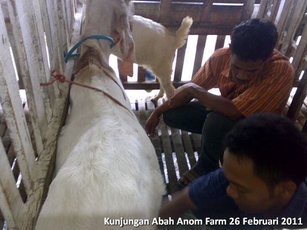 kunjungan-peternakan-etawa-abah-anom-farm