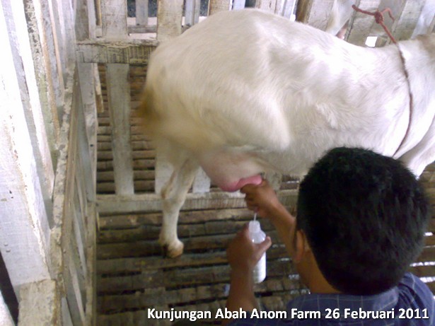 kunjungan-peternakan-etawa-abah-anom-farm