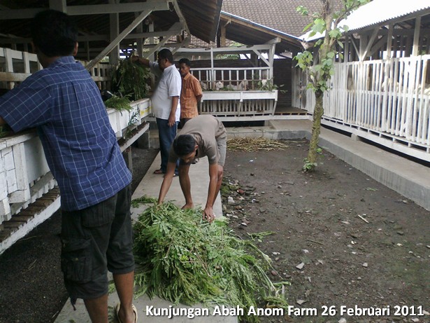 kunjungan-peternakan-etawa-abah-anom-farm