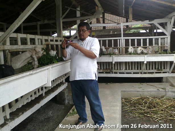 kunjungan-peternakan-etawa-abah-anom-farm