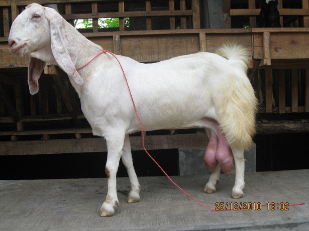 kambing-perah-etawa-senduro kambing-perah-etawa-senduro