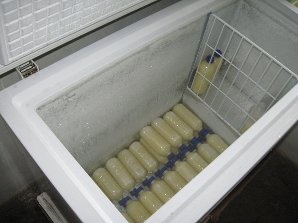 susu-kambing susu-kambing