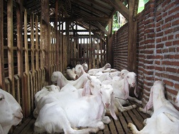 kambing etawa senduro