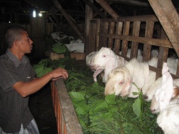 pakan kambing etawa