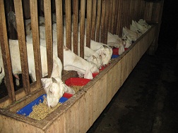 Peternakan Etawa Jaya peternakan kambing etawa