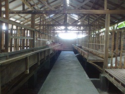 Peternakan Etawa Jaya peternakan kambing etawa