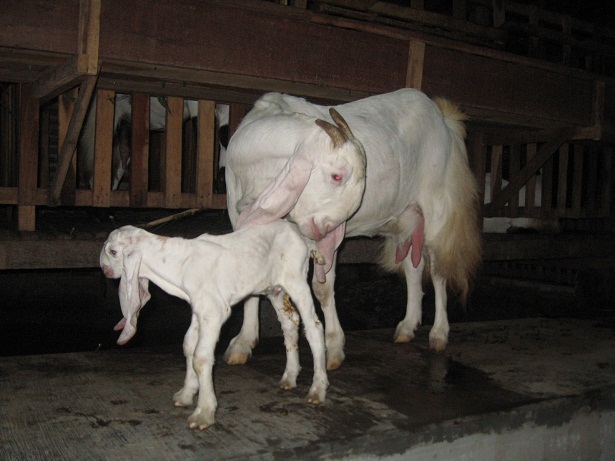 kambing-perah-etawa-senduro