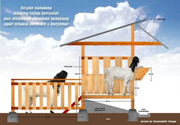 desain-kandang-kambing-etawa-pak-ihsanuddin