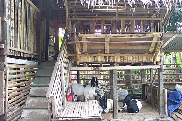 desain-kandang-kambing-etawa-pak-ihsanuddin