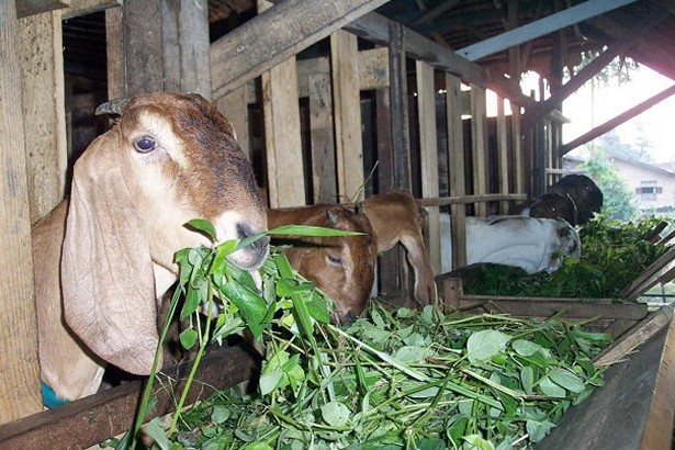 desain-kandang-kambing-etawa-pak-ihsanuddin