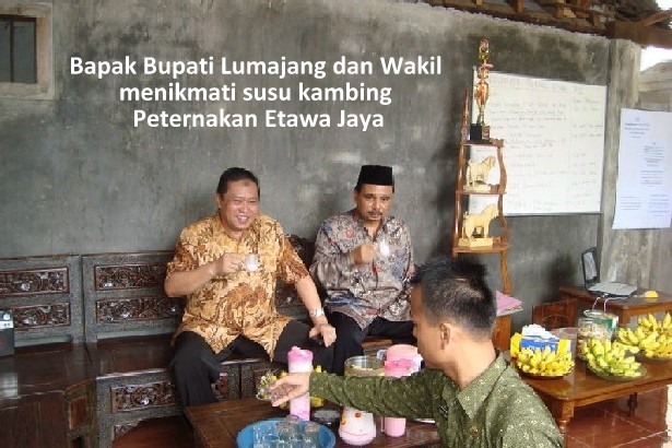 susu kambing etawa susu kambing etawa