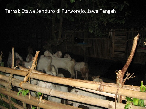 ternak kambing perah etawa senduro di purworejo jawa tengah ternak kambing perah etawa senduro di purworejo jawa tengah