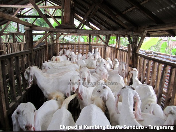 ekspedisi-kambing-etawa-tangerang