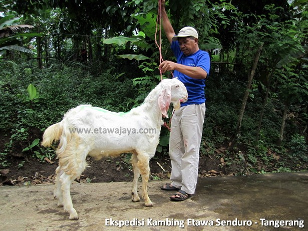 ekspedisi-kambing-etawa-tangerang