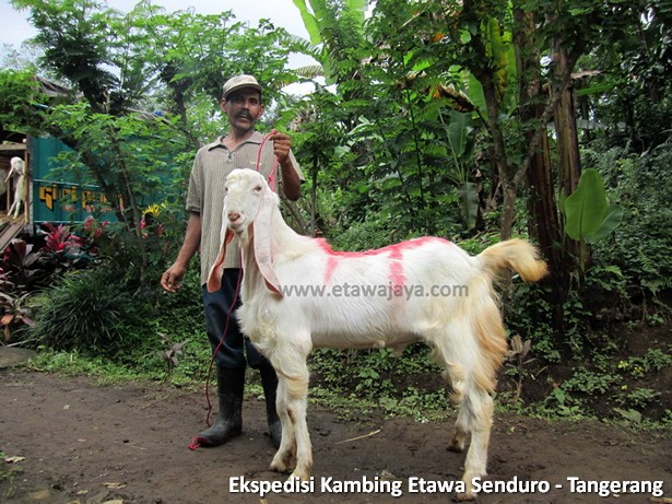 ekspedisi-kambing-etawa-tangerang