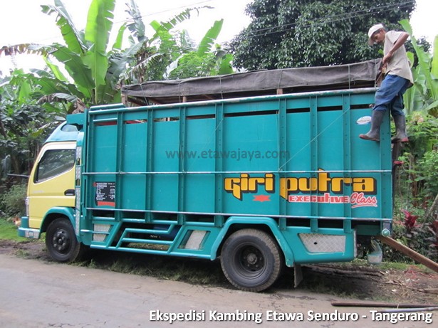 ekspedisi-kambing-etawa-tangerang