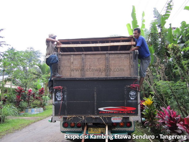 ekspedisi-kambing-etawa-tangerang
