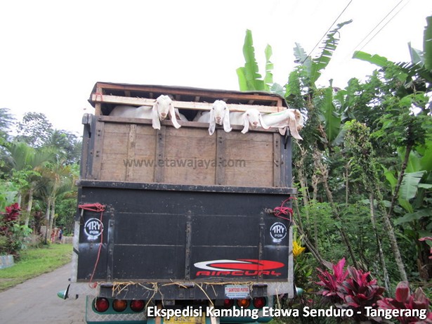 ekspedisi-kambing-etawa-tangerang