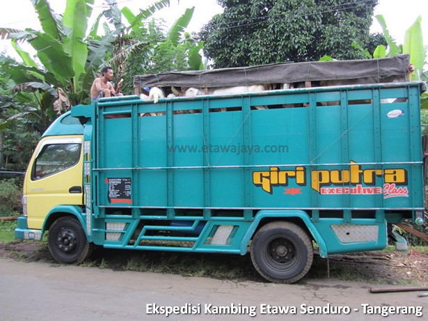 ekspedisi-kambing-etawa-tangerang