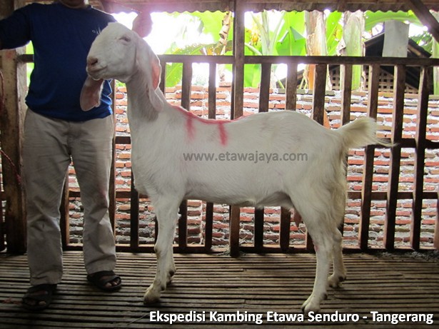 ekspedisi-kambing-etawa-tangerang
