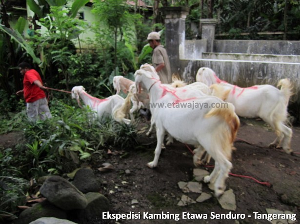 ekspedisi-kambing-etawa-tangerang