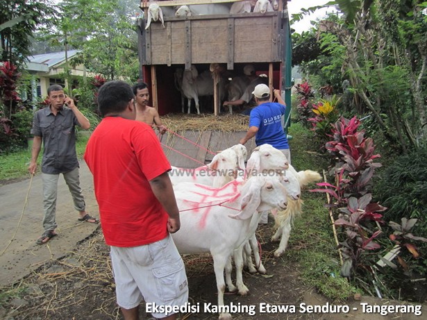 ekspedisi-kambing-etawa-tangerang