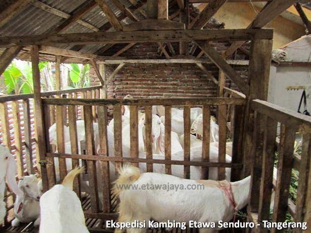 ekspedisi-kambing-etawa-tangerang