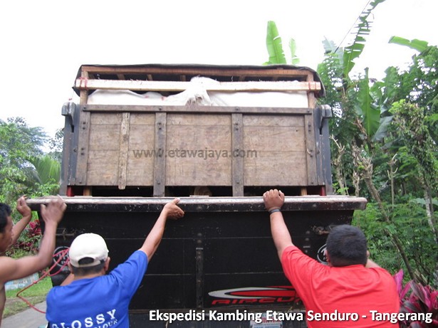 ekspedisi-kambing-etawa-tangerang