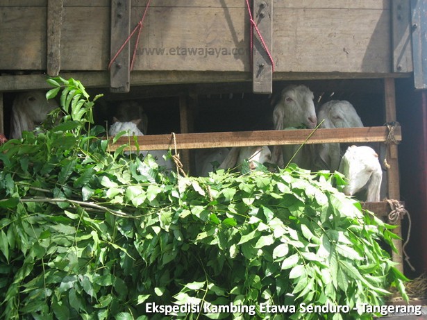 ekspedisi-kambing-etawa-tangerang