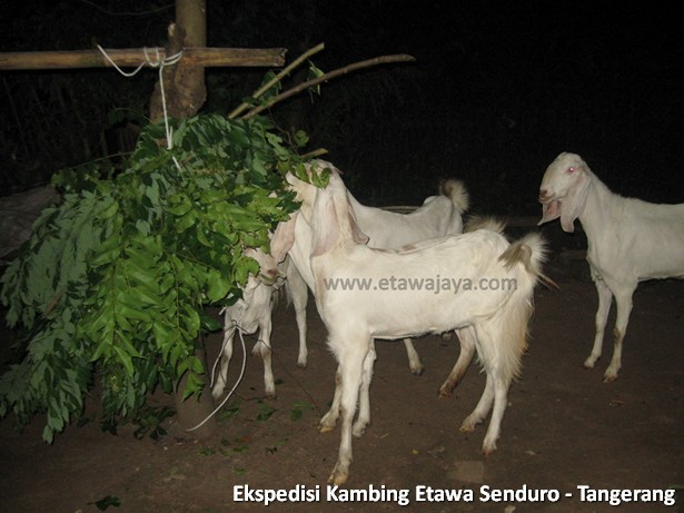 ekspedisi-kambing-etawa-tangerang