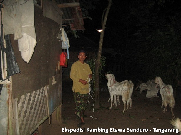 ekspedisi-kambing-etawa-tangerang