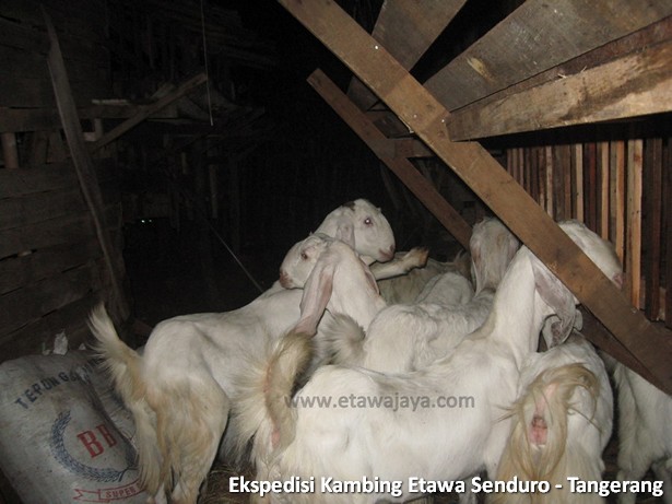 ekspedisi-kambing-etawa-tangerang
