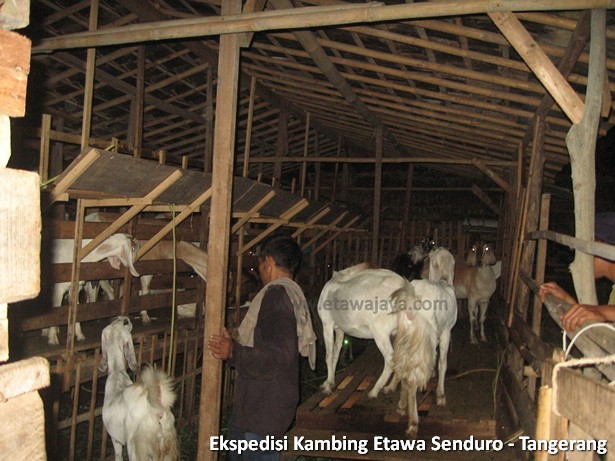 ekspedisi-kambing-etawa-tangerang