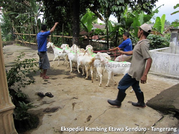 ekspedisi-kambing-etawa-tangerang