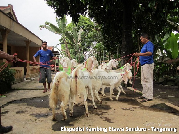 ekspedisi-kambing-etawa-tangerang