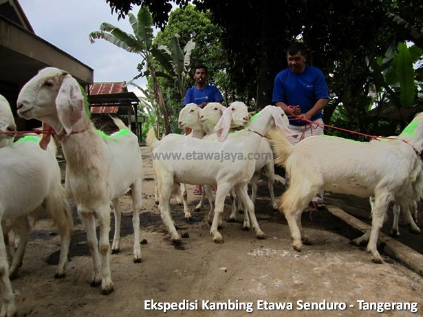 ekspedisi-kambing-etawa-tangerang