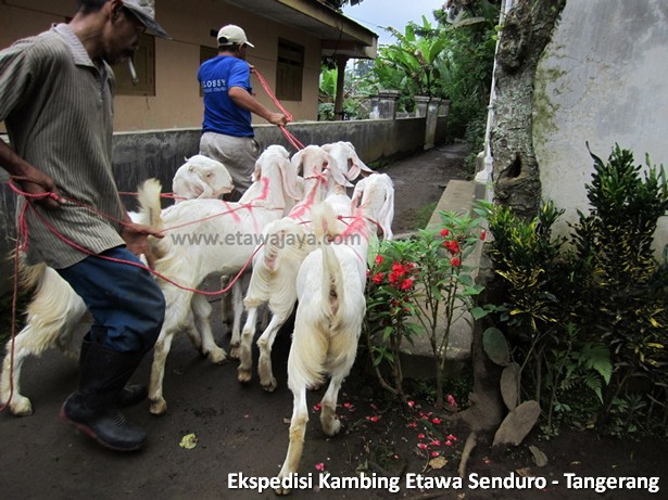 ekspedisi-kambing-etawa-tangerang