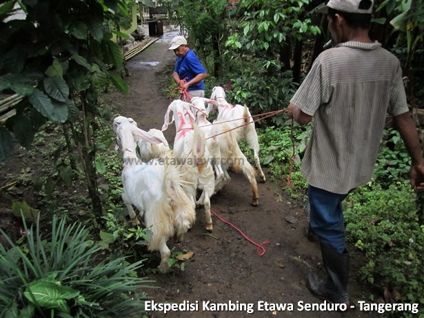 ekspedisi-kambing-etawa-tangerang